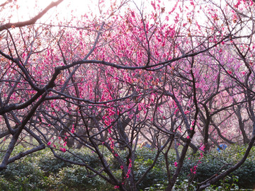 红梅花开