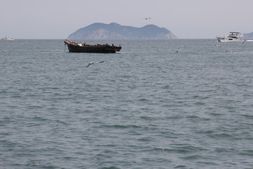 海景海鸥海洋游艇渔船渔业捕鱼