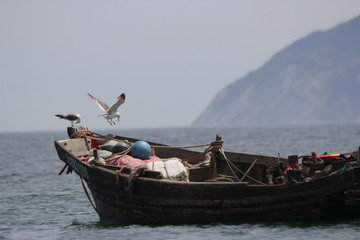 海景海鸥海洋游艇渔船渔业捕鱼