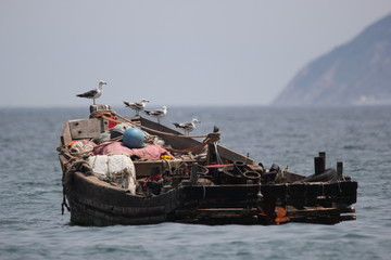 海景海鸥海洋游艇渔船渔业捕鱼
