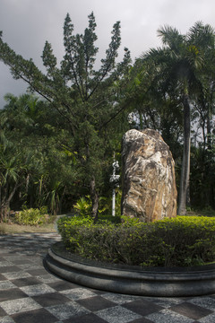 松树