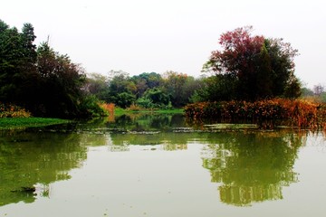 西溪湿地