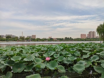 济南大明湖