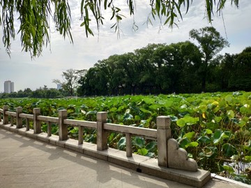 济南大明湖