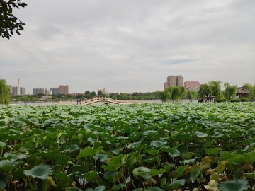 济南大明湖