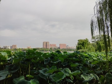 济南大明湖公园