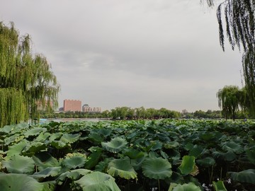 济南大明湖公园