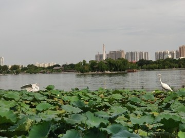 济南大明湖公园