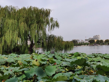 济南大明湖公园