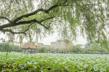 富顺西湖风景