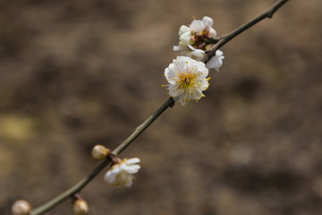 梅花