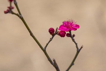 梅花