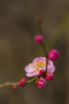 梅花