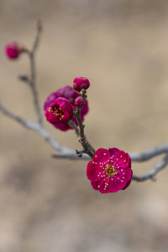 梅花