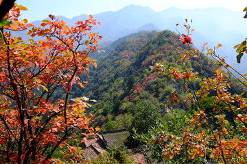 翠华山
