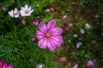 美艳鲜花