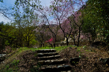 泰山桃花源风光