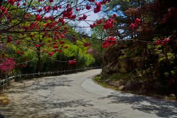 泰山桃花峪风光