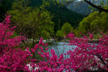 泰山桃花峪