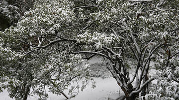 雪后植物雪景