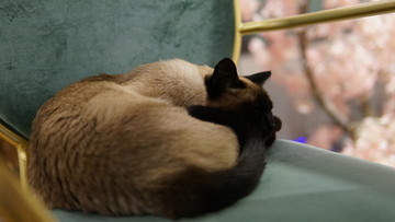 睡觉的暹罗猫