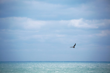 天空中自由翱翔的海鸥