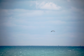 大海上自由翱翔的海鸥