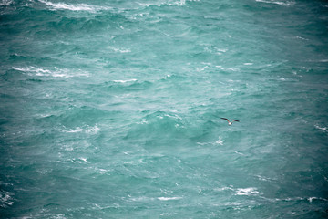 大海上自由翱翔的海鸥