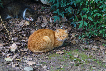 野猫