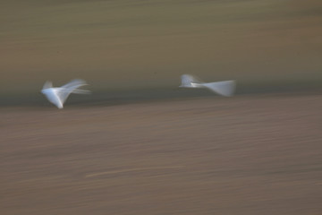 飞翔之梦