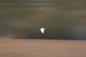 阳光飞鹭
