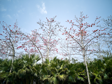 木棉花树