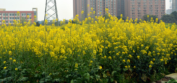 油菜花