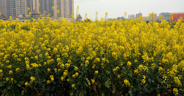 油菜花