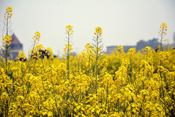 油菜花