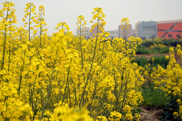 油菜花