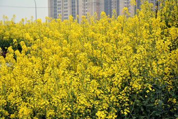 油菜花