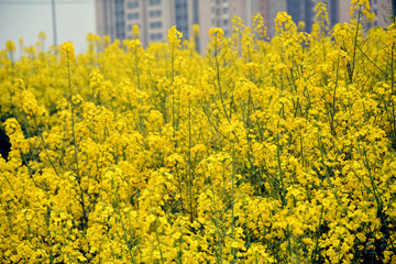 油菜花