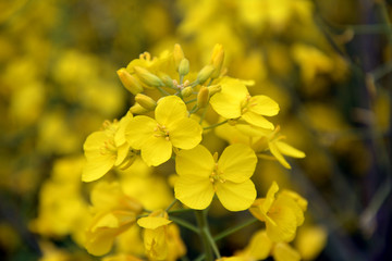 油菜花