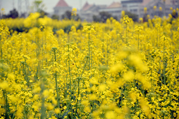 油菜花