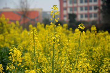 油菜花