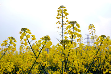 油菜花
