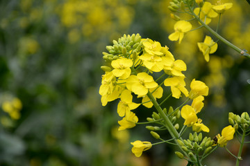 油菜花