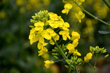 油菜花