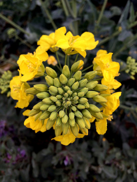 油菜花
