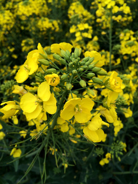 油菜花