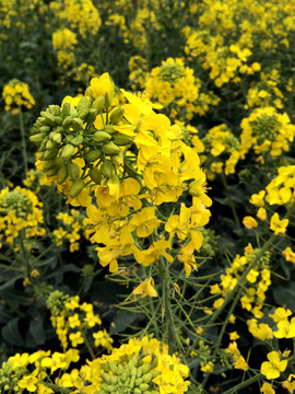 油菜花