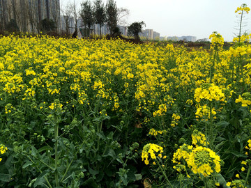 油菜花