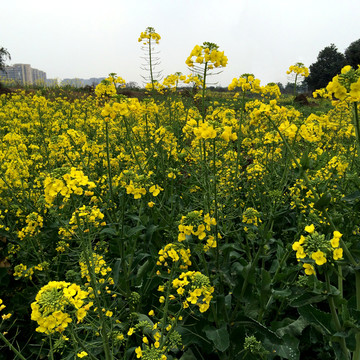 油菜花