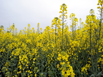 油菜花